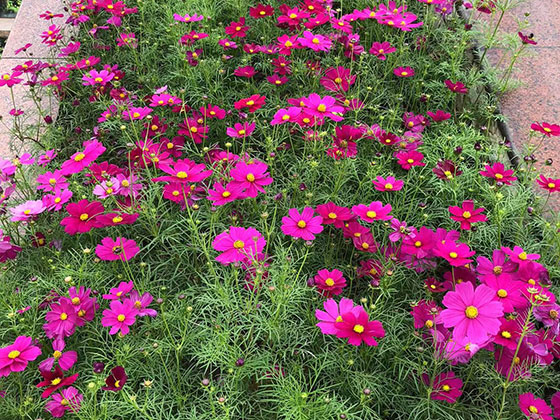 新昌仿真花人造花|设计绿化场所